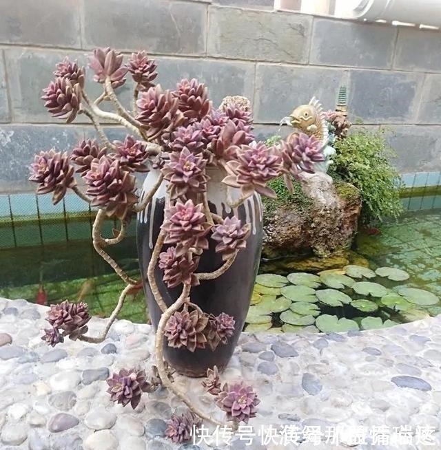 多肉|花友养多肉3年,全都养成了老桩,全靠这6个品种,真是太明智了!