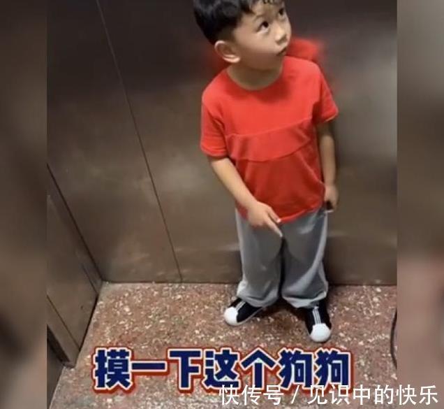 认知能力|萌娃电梯遇到女孩牵着狗,“礼貌性”的问答引热评