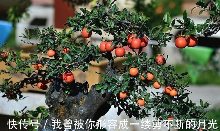 这6种颜值与寓意并存的盆景,每一盆都能闭眼入!好养,好寓意