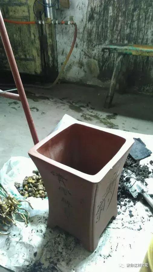 换盆不修根,等于白换,再怎么换也不好使!