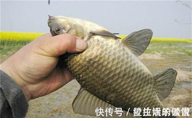 气温|野钓鲫鱼，不能钓底需要钓浮的几个时机，鱼层变化，钓法要跟着变