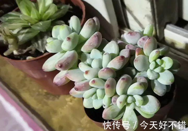 天冷了,多肉的6个求救信号,再不明白活不过冬天