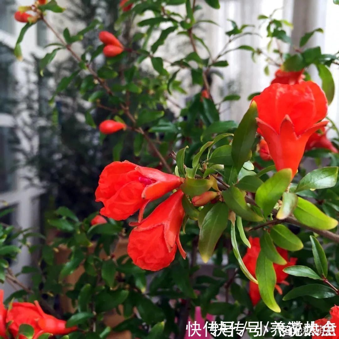 果子|家里养盆“招财花”,一年四季开红花结红果,“招财旺运”又红火