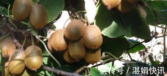 宝妈|怀孕期间记得多吃此种水果!不仅宝妈好,生下的宝宝非常白