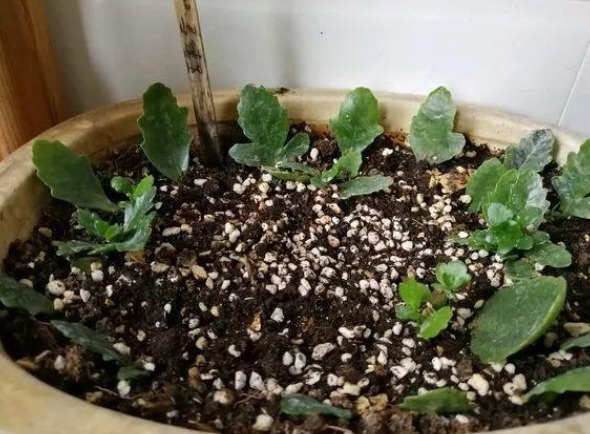 三种花很好养，叶子落地就有新根，不久就可轻松做到爆盆！