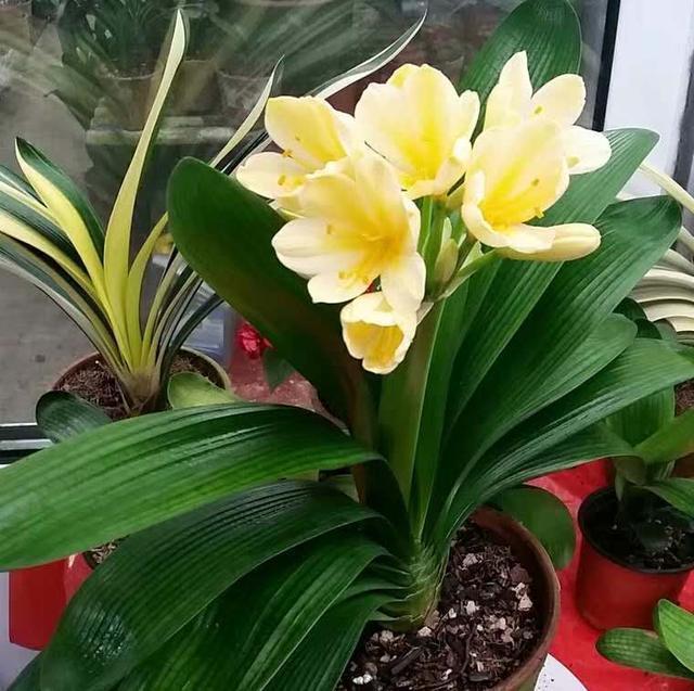 有些花不能“乱喷水”，这3种花叶片来点水，不知不觉就养死了