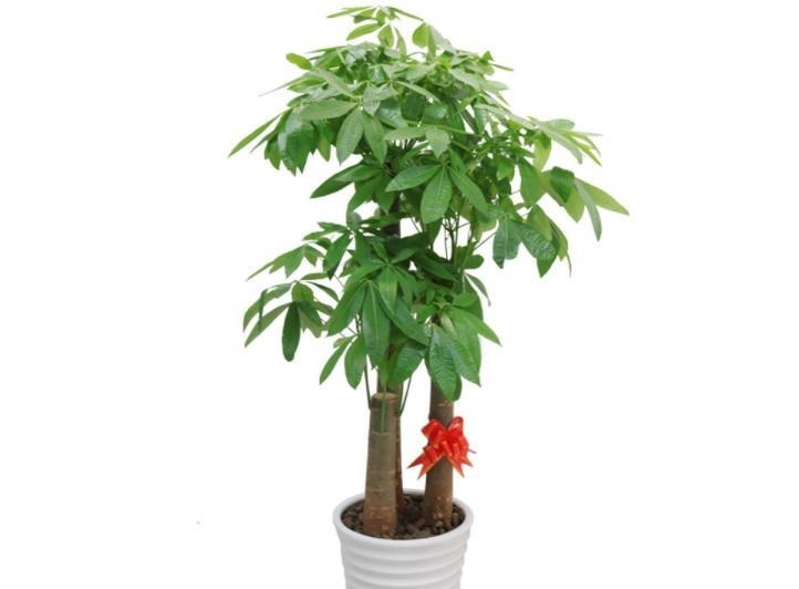 4种“吉利花”,被水浇死了不要扔,简单处理又能长满盆