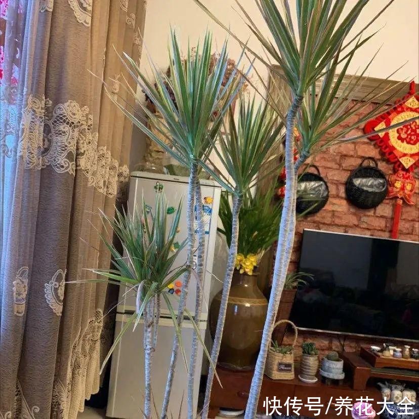 10种花越高越值钱，能长到2米，大高个霸气镇宅