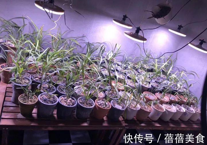 开花|这花先别搬进屋，放外面冻20天，很快就开花