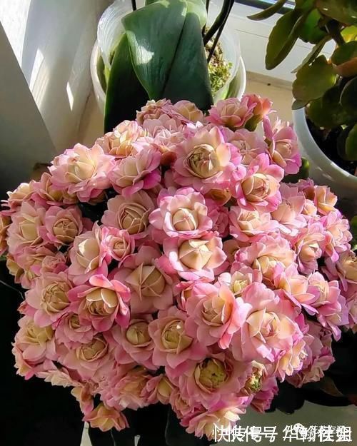 5种网红懒人盆栽,浇水越少长得越旺,勤快人一般都养不好!