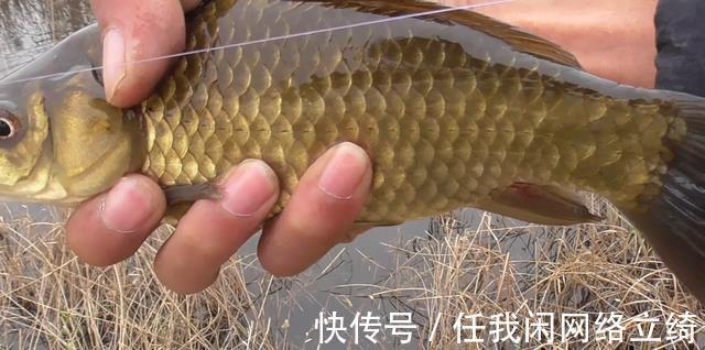 天气突然冷了,还以为钓不到鱼了,没想到比以前钓的还过瘾