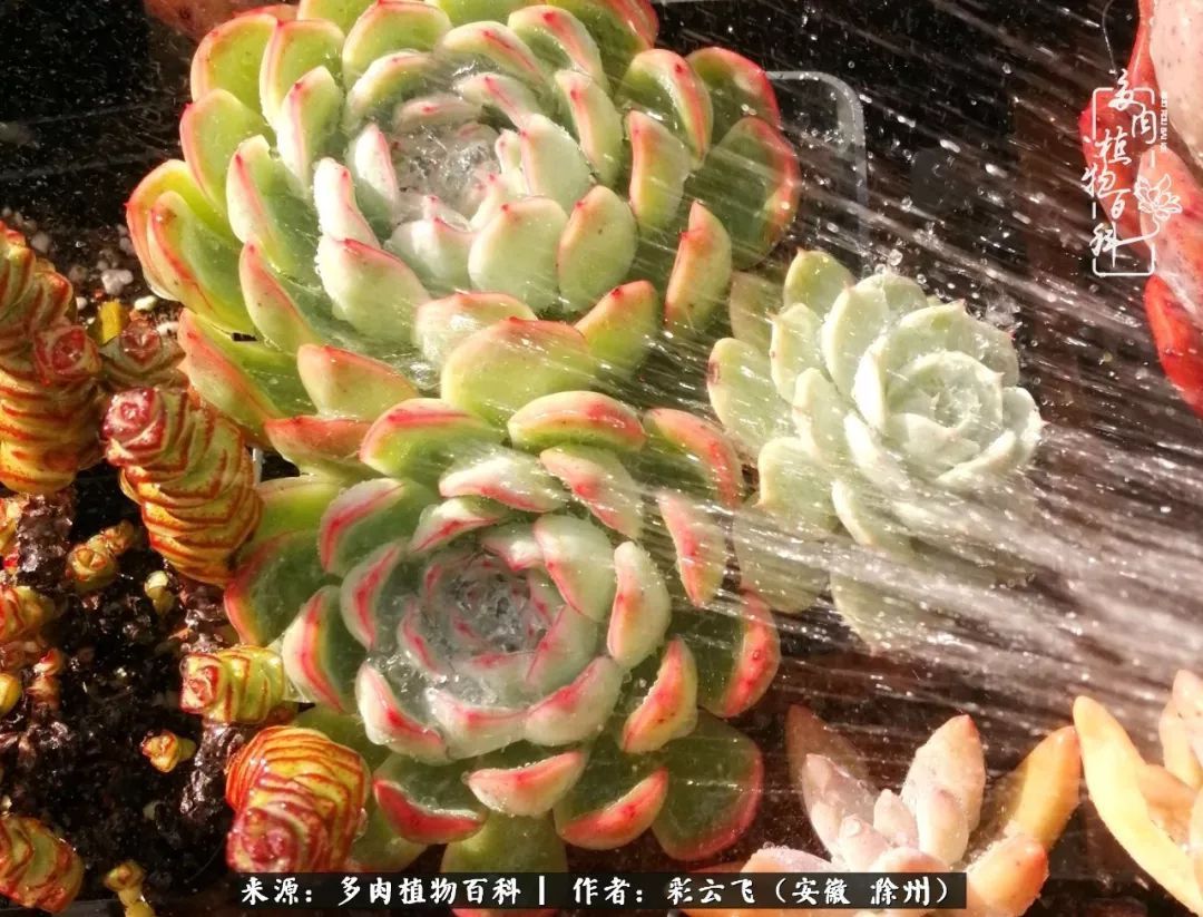 浇水后的多肉,照片秒变“照骗”!却被“骗”得很开心!