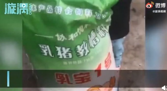 视频|萌娃把猪饲料当成零食吃，家长不阻拦还拍视频：吃的还挺香