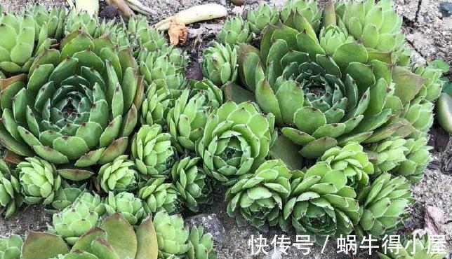 超级简单的几个防虫小妙招,让蚧壳虫和小黑飞无法接近你的多肉