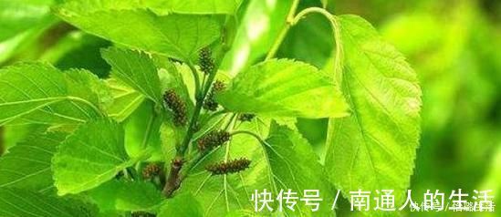 泡水|普通一片“叶子”泡水喝,肝一天比一天干净,肝炎、肝硬化绕道走