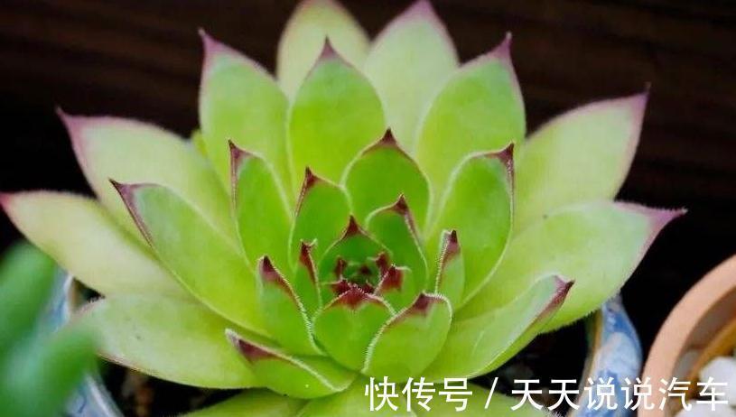 老手别看，新手一看就懂的多肉养护技巧