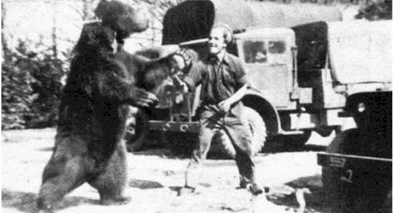 参加|唯一参加二战的“熊士兵”，前线的后勤保障，士兵们的开心果！