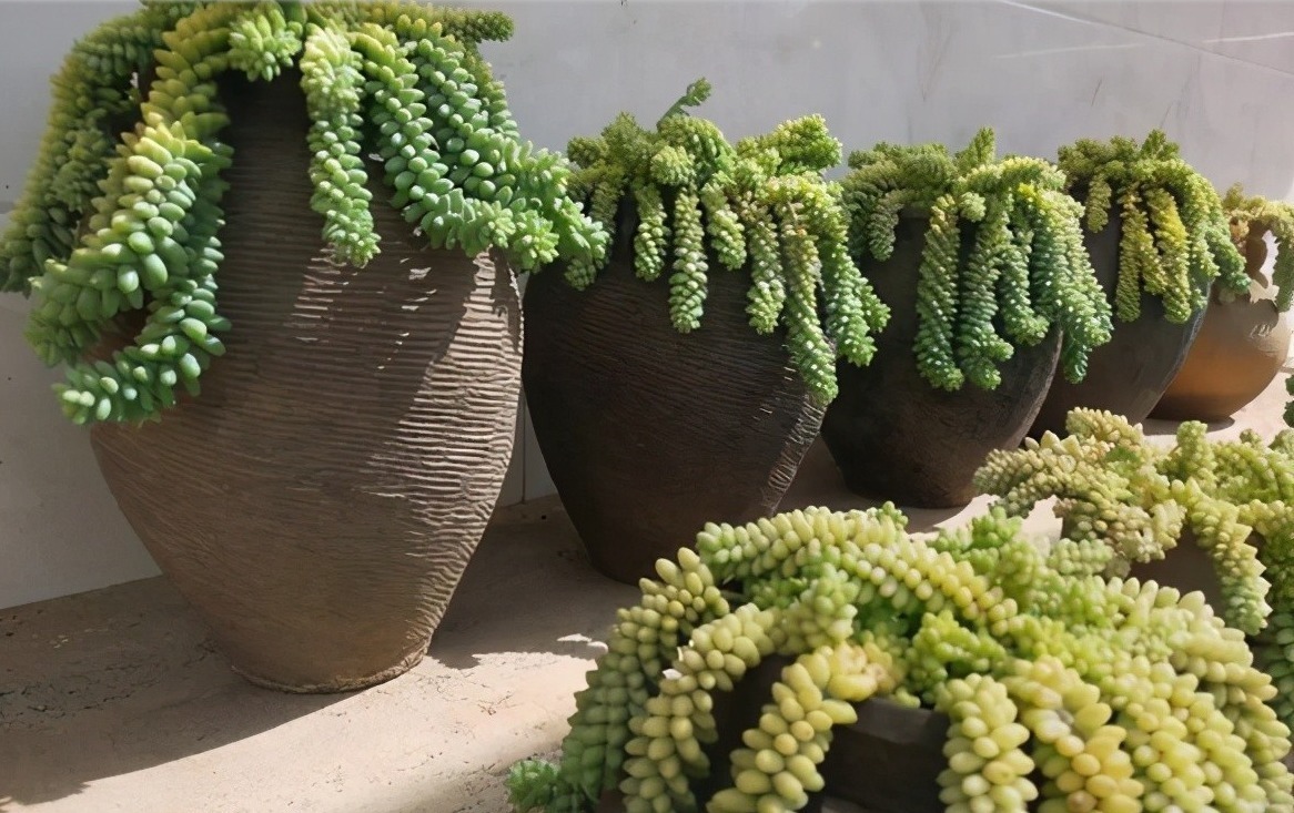 旧坛|十多年前的老坛子,收集起来打孔改造,用来种多肉可不是一般的美