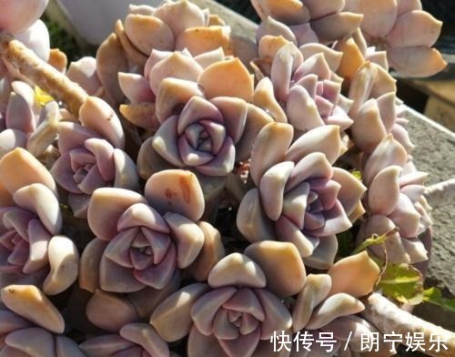 多肉|此款多肉植物,好养又贵气,易爆头长成小老桩,养花大神都爱养!