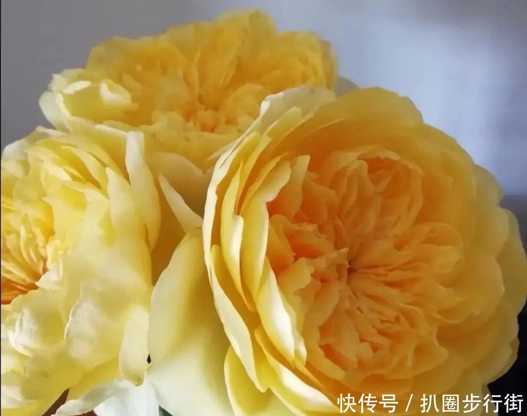 你的那些盆栽月季长得如何？