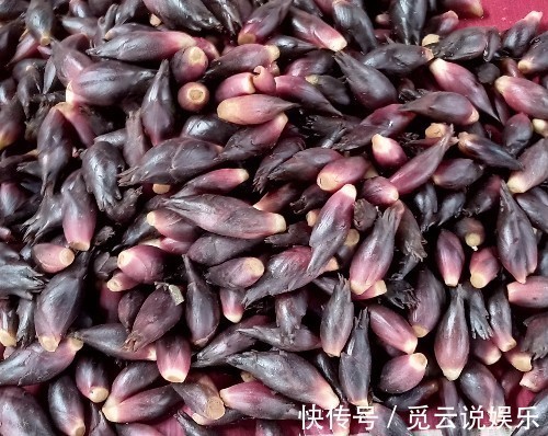 野菜|立秋后,咳嗽感冒不间断,莫慌!常食此野菜,咳嗽不咳,治感冒