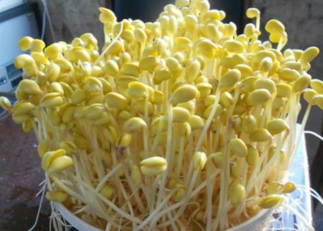 好吃|在家发豆芽好简单,只需水和豆,5天就发好,脆嫩好吃,干净卫生