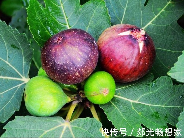 代茶饮|无花果太厉害了!会用的人简直是捡到宝了,快来和我一起看看吧