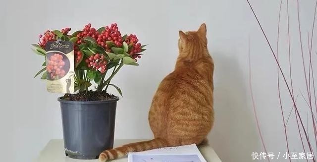 枝头|年底了,家里养盆红玉珠,枝头挂满红果子,红红火火迎新年!