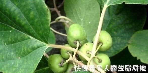 圆枣子|它是抗癌、抗衰老的神果,价值不输于榴莲,被誉为“世界之珍果”