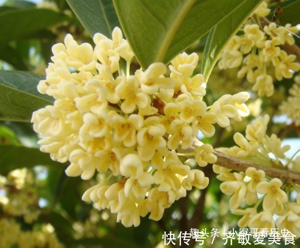 此花颇得文人雅士的喜爱,芬香独一无二,花开即丰收