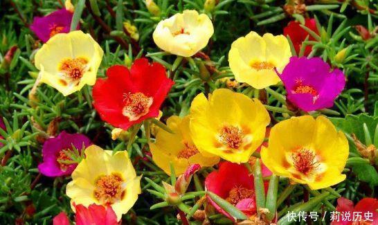 金银花|养花就养此4种,好看又好养,开花勤快,花量巨大家里变成小花园