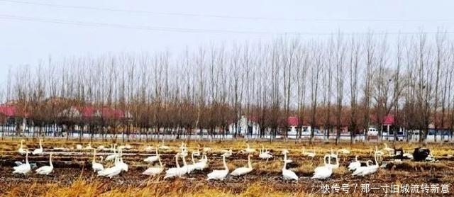 内蒙古科左后旗草原湿地成候鸟天堂 大批天鹅嬉戏翱翔