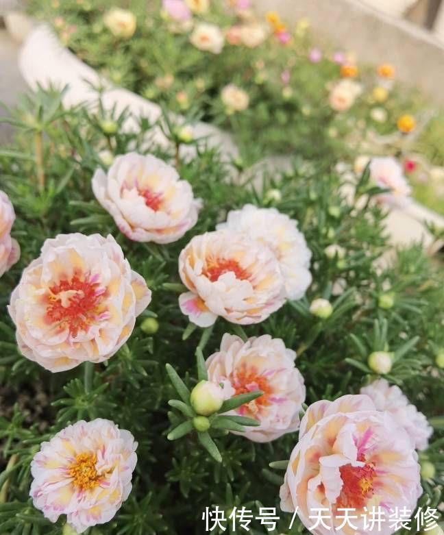 花儿|适合夏天养的“4种花”,越晒太阳,花越多越鲜艳越美丽