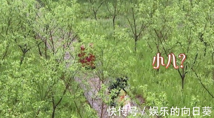 聊天|杨紫透露爱看《向往》，却喊错小H名字，跟黄磊彭彭聊天还露馅了！