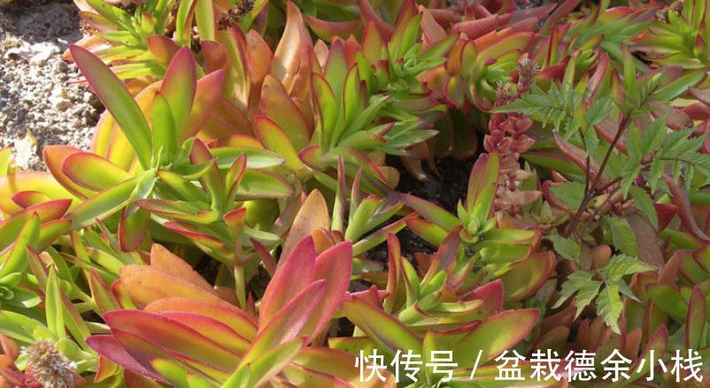 叶子|爱“脸红”的4款多肉,随便养养,晒晒太阳就红叶,美极了