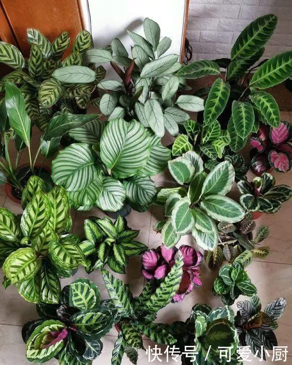 天生“体阴”的6种花,晒太阳易黄叶,阴一点反而长得绿油油