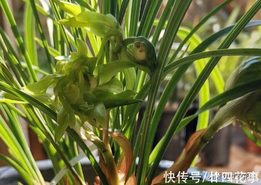 浇水|小雪过后养兰花,3件事需避免,不注意危害大难开花,一冬白养了