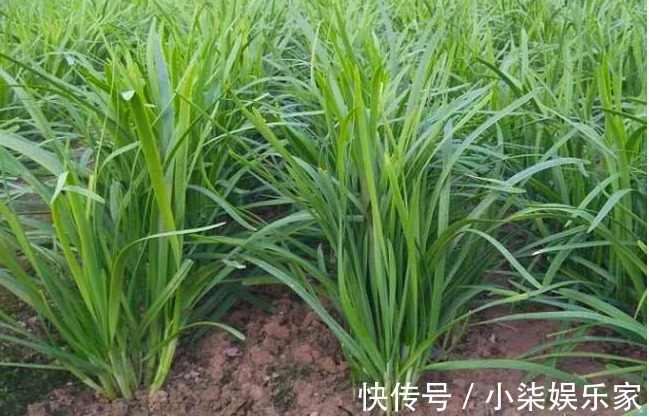 土壤肥力|种植韭菜为什么要培土,原来对韭菜培土的好处这么多