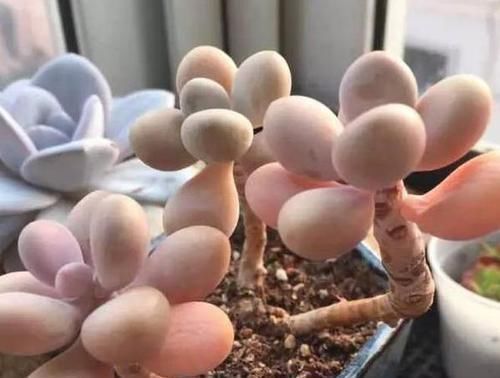在家养多肉桃蛋该如何管理3点做到位,叶片俏丽、出好状态