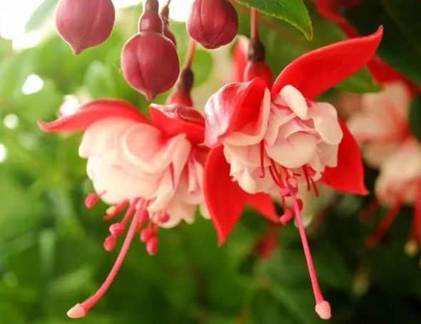 这些花朵,越养越好看,太阳大才长得好,开花美艳量还多