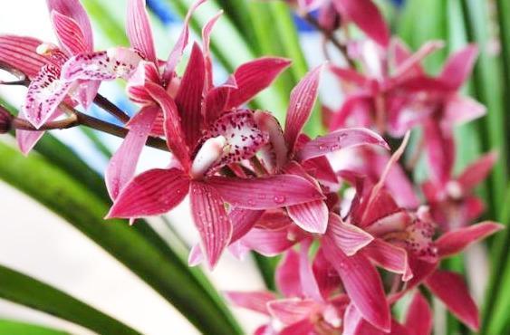 兰花养不好大部分都是养料没选对，它比生根粉还好用，养兰首选