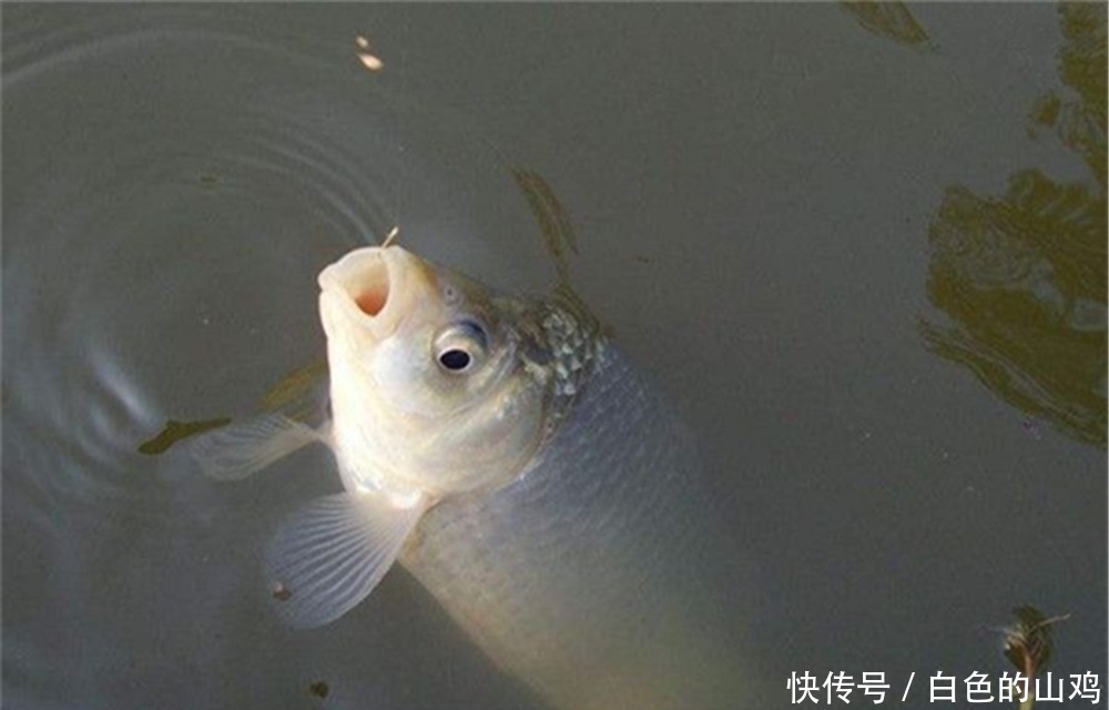 技巧|钓鱼技巧:鱼钩有宽门、长柄之分,在野钓中应该如何选择?