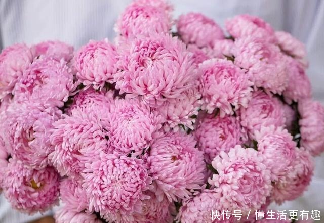 比月季还美的花，开花一大把，秋天正是欣赏季节！