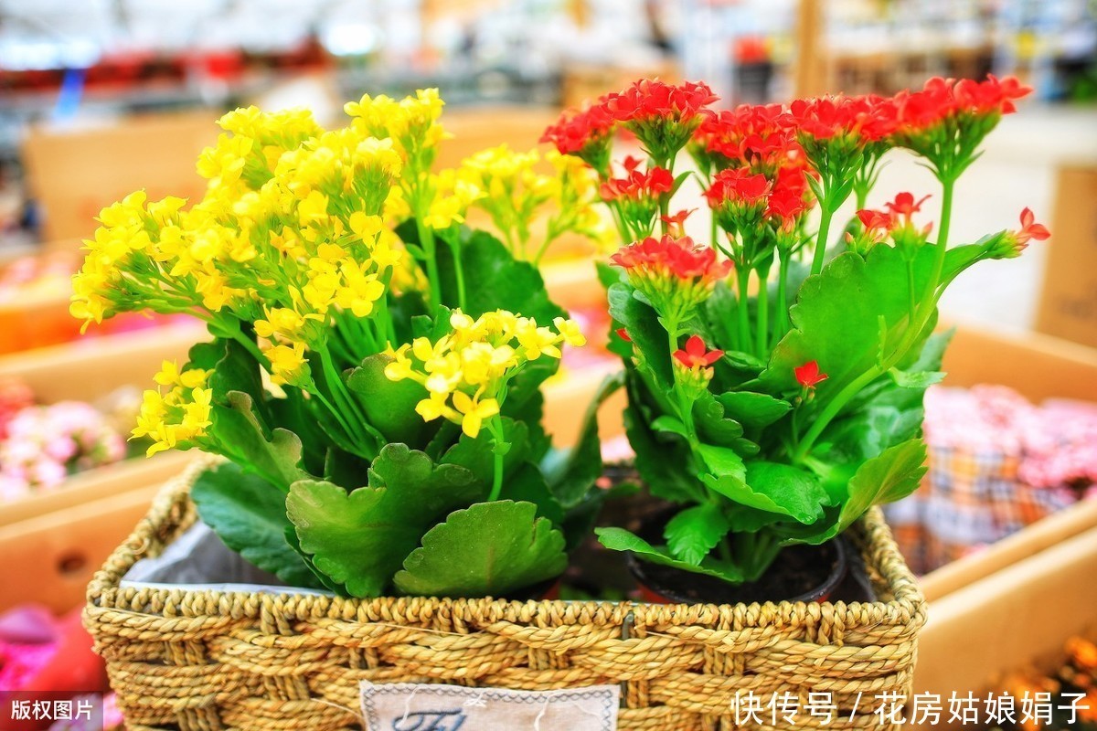 仙客来|到了夏天,7种花浇水越多挂的越快,如何安全度过4个月的休眠期