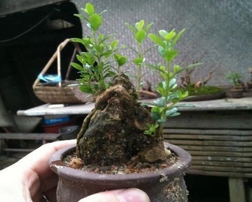 植株|老师傅经验养盆景,不会修剪“3种根”,再养7年都“不入门”