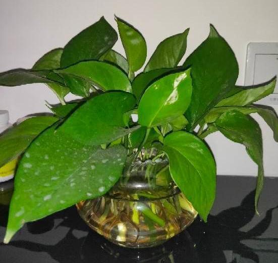 办公室水培绿萝，如何养护到位迎合5点小要求，茎叶四季常青