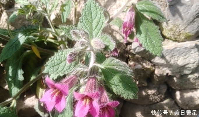 它是“四大仙药”之一,若长在你家屋顶,是你福气,别以为是杂草