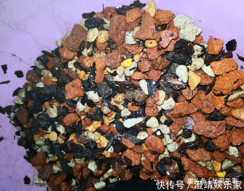 网购兰花服盆难,关键在于上盆前,简单4步服盆快,不僵苗发芽多