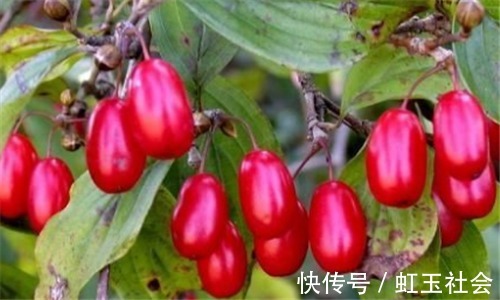 长寿|人到中年想长寿,推荐吃3种食物,滋补肝肾,补血益气、养护肠胃