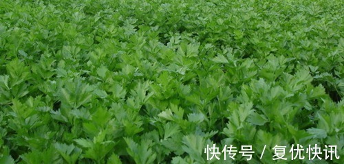 泡水|此物全身都是宝，特别是叶子，拿来泡水喝，助睡眠，清理血管毒素